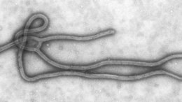 Как избежать вируса Эбола