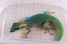 Гекконов больше не будут отправлять в космос для научных экспериментов