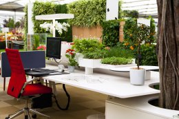 Ученые рассказали, как растения влияют на продуктивность офисных сотрудников