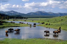 Администрация национального парка Йеллоустон собирается уничтожить 900 бизонов