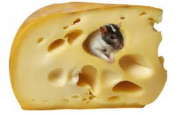 Употребление сыра предотвращает диабет и ожирение