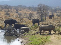 Слоны и носороги могут полностью исчезнуть через 20 лет