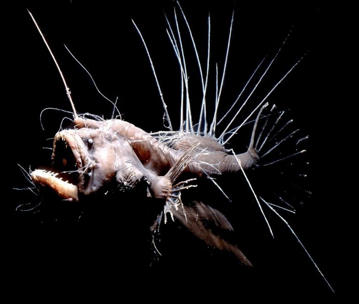 Десять самых странных рыб из океанских глубин (ФОТО)