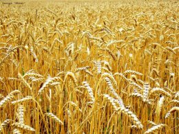 Крымские производители экспортируют свое зерно как украинское