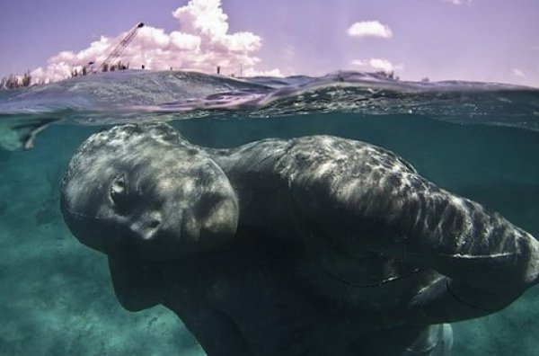 60-тонную подводную скульптуру установили на Багамских островах (ФОТО)