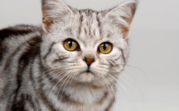 Жители Екатеринбурга спасли кошку, которая просидела в бетонном плену около двух недель (ВИДЕО)