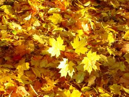 Погода в Украине на понедельник, 10 ноября