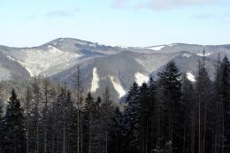 Главная елка страны приедет в столицу из Ивано-Франковской области