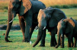 Во Франции обеспечат достойную старость слонам