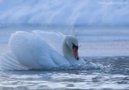 В Киевской области спасатели вытаскивали лебедей из ледяного плена (ФОТО)