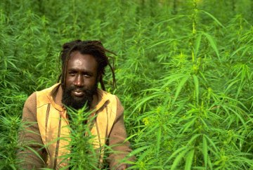 На Ямайке легализовали выращивание марихуаны
