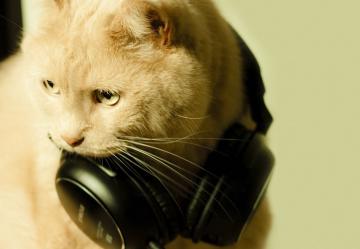 Ученые создали релаксирующую музыку для котов (ВИДЕО)