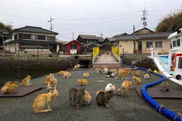 «Кошачий рай» в Японии (ФОТО)