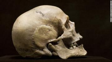 В древнем черепе сохранился целым человеческий мозг