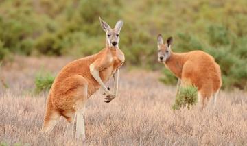 Как в Австралии кенгуру спасали (ФОТО)