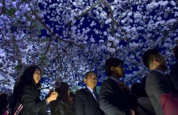 Цветение вишни по-японски: время ханами (ФОТО)