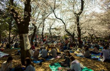 Цветение вишни по-японски: время ханами (ФОТО)