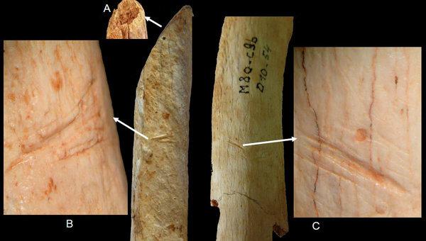 Находка палеонтологов: неандертальцы были каннибалами? (ФОТО)