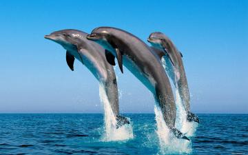 В Индии дельфины признаны "личностями, не относящимися к человеческому роду"