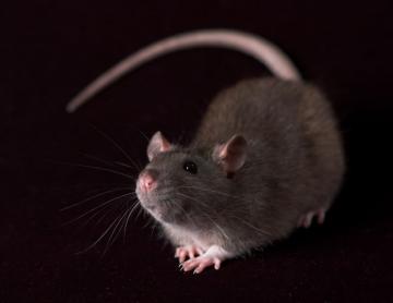 Японские ученые научили крыс "видеть" магнитные поля"