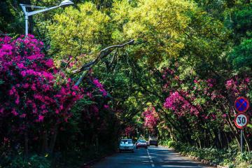 Китай "утонул" в ярких цветах (ФОТО)