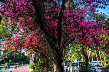 Китай "утонул" в ярких цветах (ФОТО)