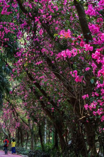 Китай "утонул" в ярких цветах (ФОТО)