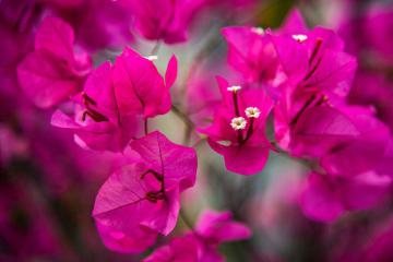 Китай "утонул" в ярких цветах (ФОТО)