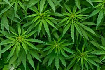 В Джорджии разрешили использовать марихуану в медицинских целях