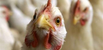 Три новых штамма птичьего гриппа обнаружены в США