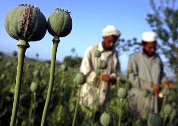 ООН поможет контролировать поток наркотиков из Афганистана