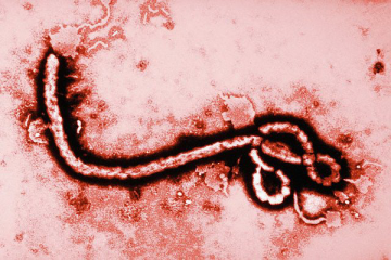 Вирус Эбола может передаваться половым путем