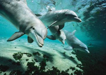Среда обитания: дельфины как люди