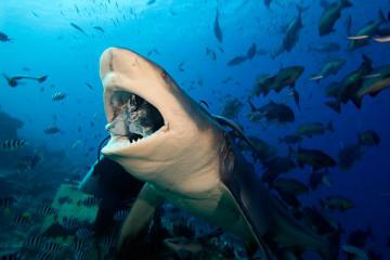 Австралийский серфер героически отбил нападение акулы