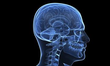 Ученые работают над созданием бионического мозга