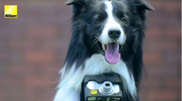 Nikon выводит собак-фотографов на качественно новый уровень (ВИДЕО)