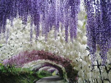 Семирамиде даже не снилось. "Висячие сады" в Японии (ФОТО)