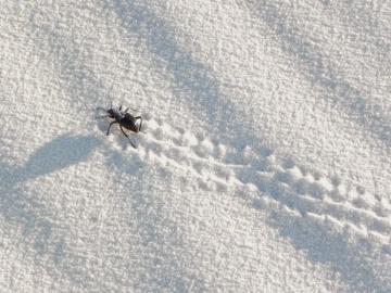Белое солнце уникальной пустыни Уайт-Сандс (ФОТО)