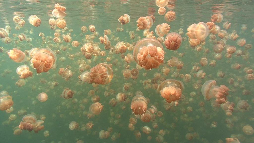 Золото и луна: миллионный флот медуз в одном озере (ВИДЕО)
