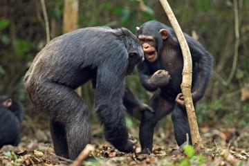 В Гвинее обезьяны научились добывать алкоголь
