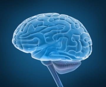 Нравственное развитие человека меняет структуру головного мозга – исследование