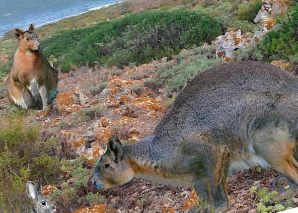 Гигантские кролики острова Менорка (ФОТО)