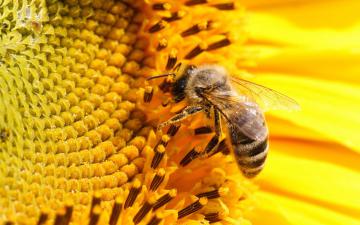 Ученые призывают защищать пчел