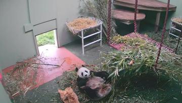 Панда, упавшая с кровати, стала хитом интернета (ВИДЕО)
