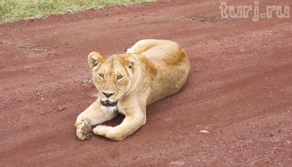 Танзания, или «Ноев ковчег» по-африкански (ФОТО)