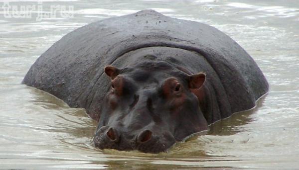 Танзания, или «Ноев ковчег» по-африкански (ФОТО)