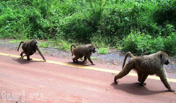 Танзания, или «Ноев ковчег» по-африкански (ФОТО)