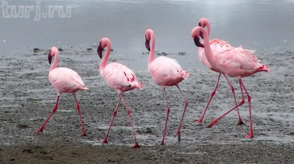 Танзания, или «Ноев ковчег» по-африкански (ФОТО)