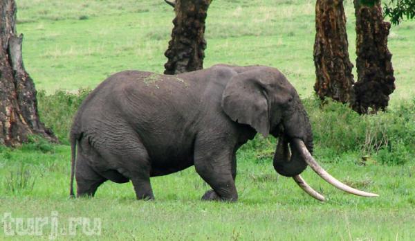 Танзания, или «Ноев ковчег» по-африкански (ФОТО)