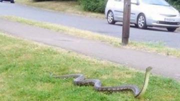 Сбежавший питон навел ужас на целую округу в английском графстве Кент (ФОТО) Сбежавший питон навел ужас на целую округу в английском графстве Кент (ФОТО)